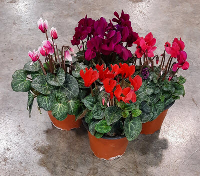 5" Cyclamen Assortment